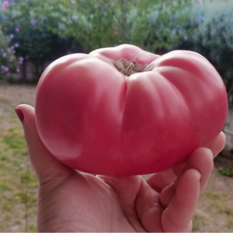 10+ Adet Osmanlı Pembesi Domatesi Tohumu- Atalık Tür