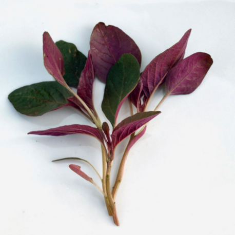 300+ Adet Kırmızı Amaranth Tohumu - Red Garneth Amaranth