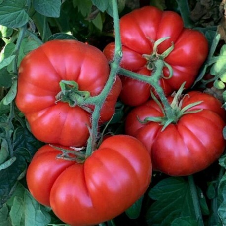 10+ Adet Geleneksel Marmande Biftek Domates Tohumu- Erkenci Tür