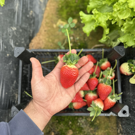 Dalından Taze Yerli Anamur Çilek 1 Kg