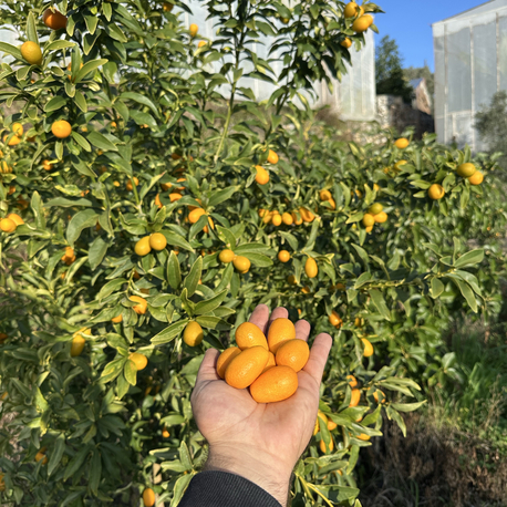 Dalından Taze Kumkuat-Kumkat 1 Kg