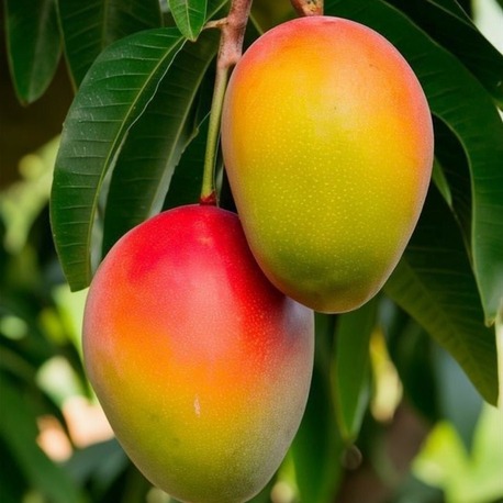 Aşılı Mango Fidanı 1 Adet