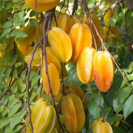 Yıldız Meyvesi-Star Fruit-Carambola Meyvesi Fidanı 1 Adet