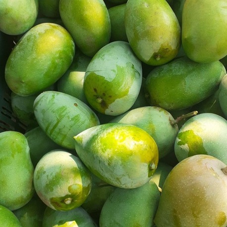 Aşı İstemeyen Mango Fidanı 1 Adet
