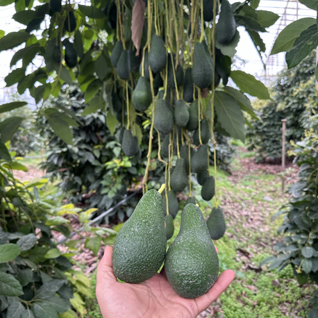 Dalından Taze Avokado (Pinkerton) 1Kg