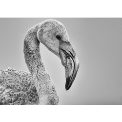 Flamingo (2) 40x60 Fotoğraf Baskı
