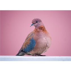 Küçük Kumru 40x60 Fotoğraf Baskı