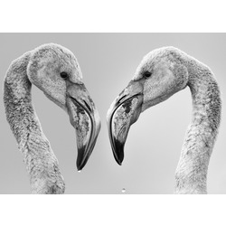Flamingo (3) 40x60 Fotoğraf Baskı