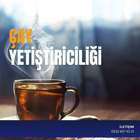 ÇAY YETİŞTİRİCİLİĞİ