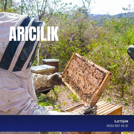 ARICILIK