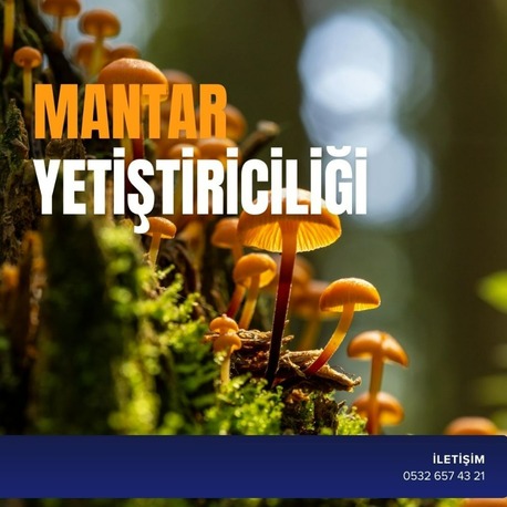 MANTAR YETİŞTİRİCİLİĞİ