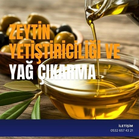 ZEYTİN YETİŞTİRİCİLİĞİ VE YAĞ ÇIKARMA