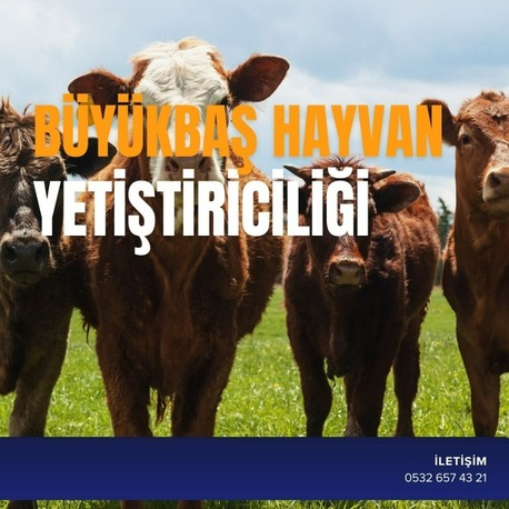 BÜYÜKBAŞ HAYVAN YETİŞTİRİCİLİĞİ