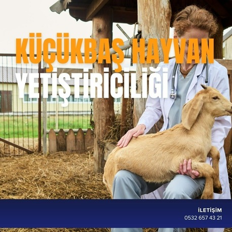 KÜÇÜKBAŞ HAYVAN YETİŞTİRİCİLİĞİ