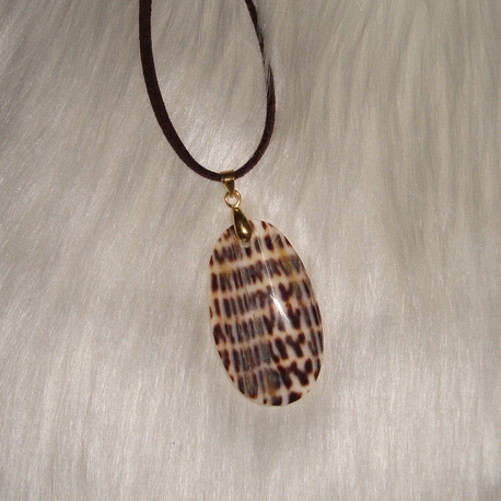 leopard shell