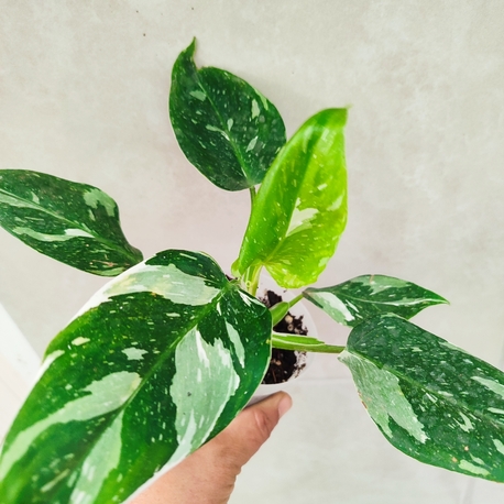 Philodendron White wizard