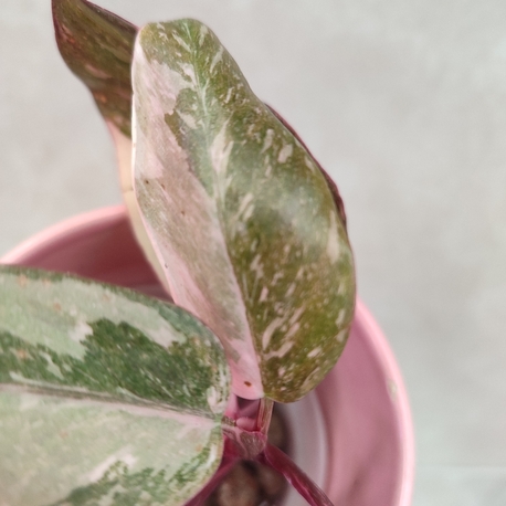 Philodendron pink princess Marble galaxy