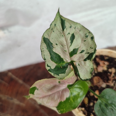 Syngonium Grey Ghost