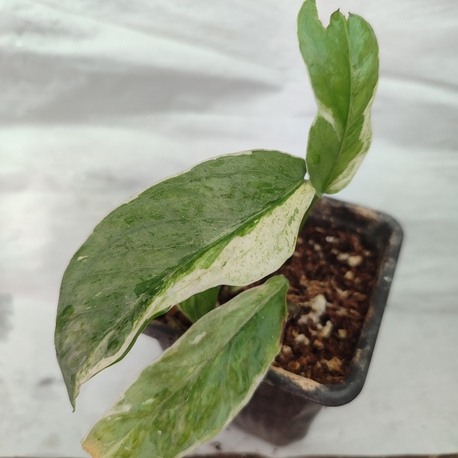 Epipremnum Cebu Blue Albo varirgata