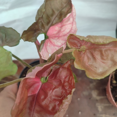 Syngonium Strawberry İce buyuk boy