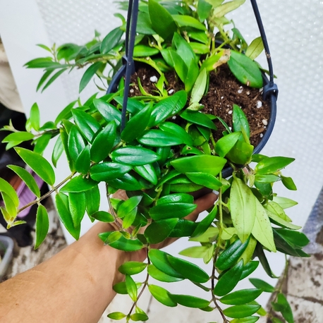 Tomurcuklu, buyuk boy Ruj Cicegi #aeschinantusradicans