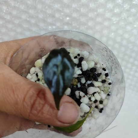 Alocasia Venom Bebekleri 