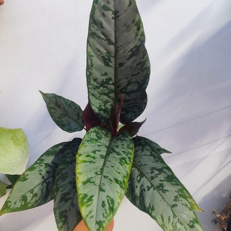 Apobalis altissima