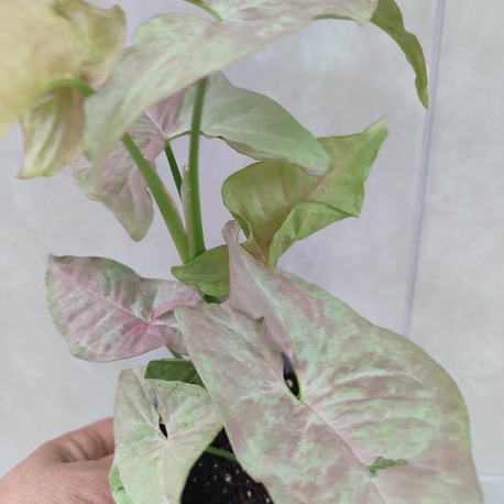 Syngonium Pink Cloud