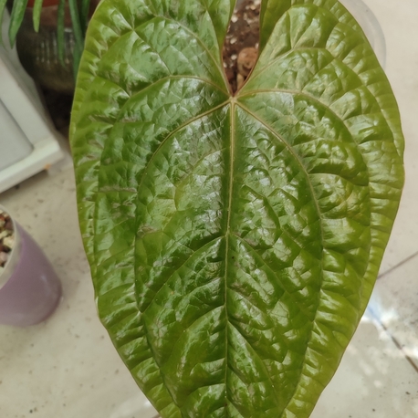 Anthurium Luxurians x Radicans