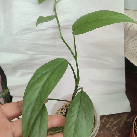 Epipremnum cebu blue olgunluga gecmekte