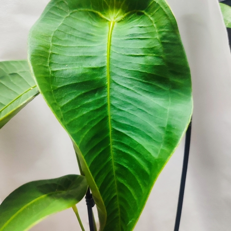 Anthurium Peltigerum