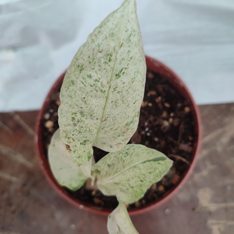 Monstera Laniata Mint nadir tür