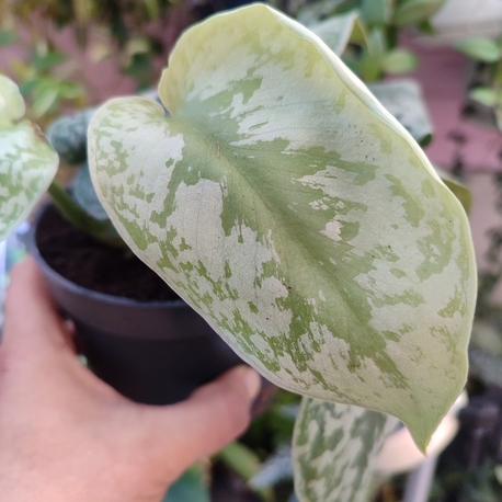 Scindapsus Exotica