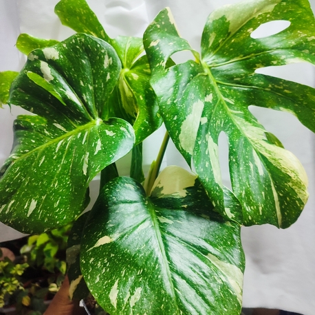Monstera Thai Constalation