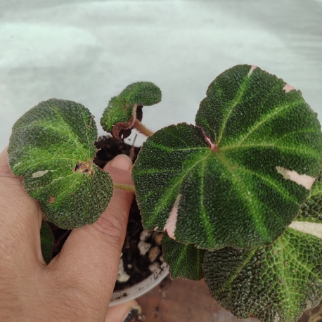 Begonia Solimutata Variegata