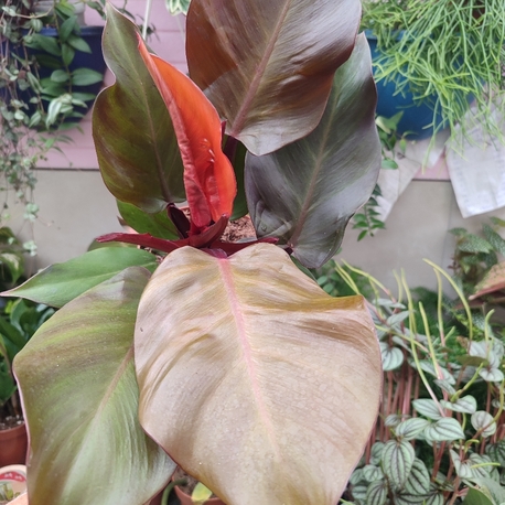 Philodendron Mccoleys finale