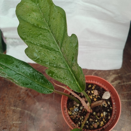 Philodendron Chocoempres