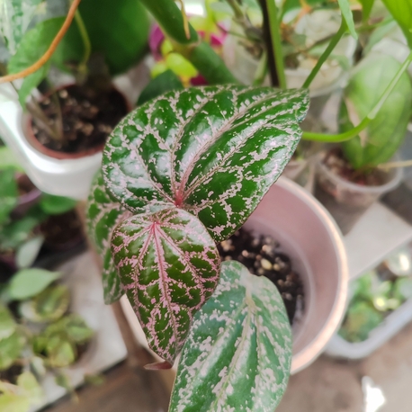 Piper ornatum