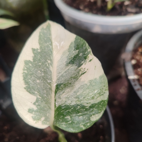 Monstera Thai Constalation Cream Brulee