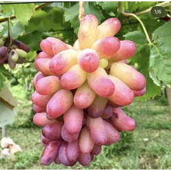 Pembe parmak 