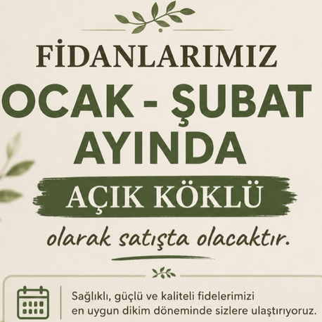 Fidanlarımız Ocak şubat aylarında açık köklü olarak satışta olacak 