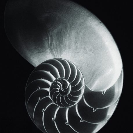 Nautilus Pompilius (Digital)