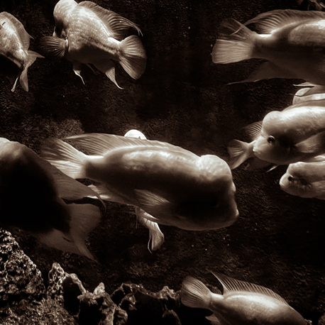 Lost Souls Swimming in a Fishbowl (Digital)
