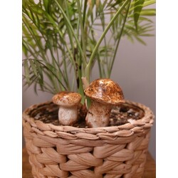 Porçini / Boletus Edulis Saksı Dekoru İkili
