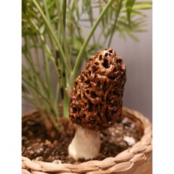 Kuzu Göbeği / Morchella Esculenta