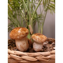 Porçini / Boletus Edulis Saksı Dekoru ikili