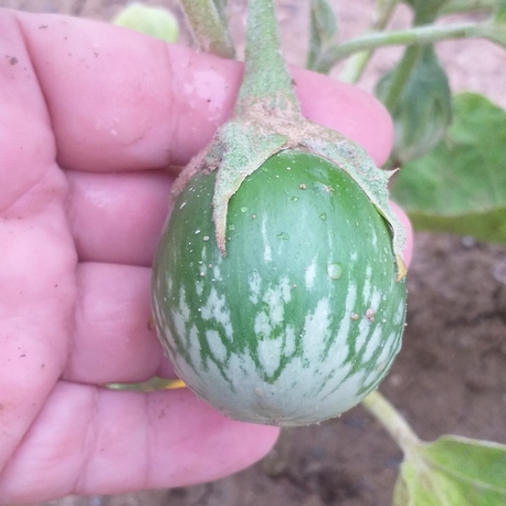 10 adet, Thai Kermit eggplant / Tayvan patlıcan