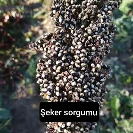 20+ adet, Şeker sorgumu, Tatlı sorgum