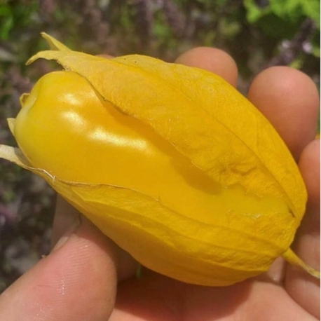 20 adet, Tomatillo - Malinalco