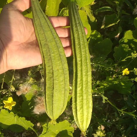 10 adet, Sırt kabağı / Ridge gourd